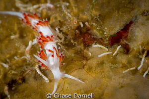 "Mini Me"
This Flabellina is only a couple mm's in length! by Chase Darnell 